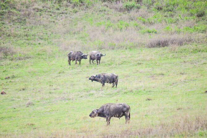 4 days serengeti & ngorongoro mid range tour - Transportation, Accommodation, and Meals