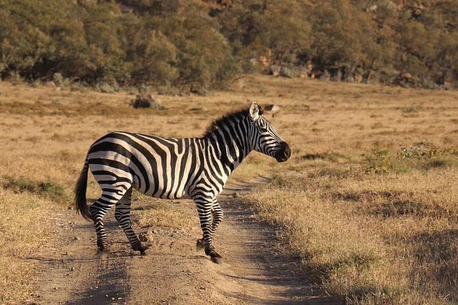 4 Days Small Group Maasai Mara and Lake Nakuru Safari - Transportation and Logistics