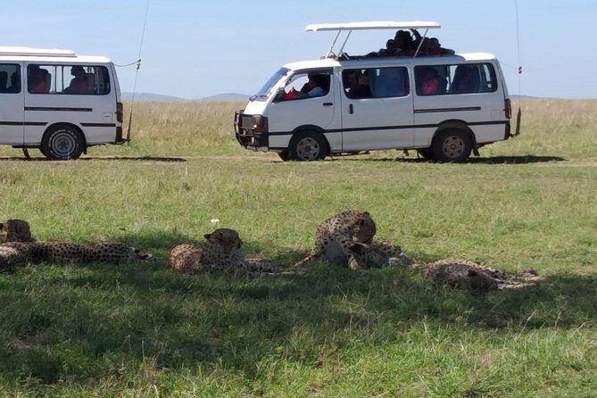 4 Days Small Group Maasai Mara and Lake Nakuru Safari - The Sum Up