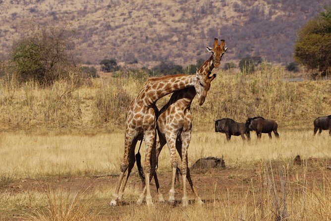 4 Days Tanzania Budget Group Join Safari- Serengeti & Ngorongoro - A Deep Dive into the 4-Day Tanzanian Safari