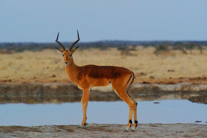 4 Days Tanzania Budget Group Join Safari- Serengeti & Ngorongoro - The Sum Up