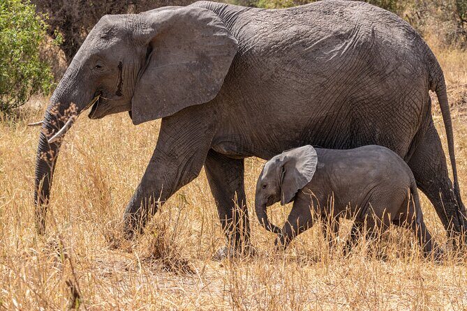 4 Days Tanzania Budget Safari - Exploring the 4-Day Tanzania Budget Safari