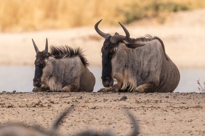 4 Days Tanzania Budget Safari - Why This Safari Works Well for You