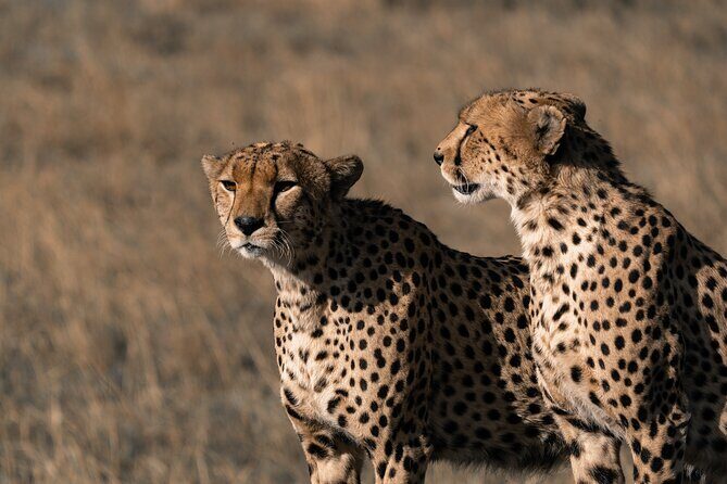4 Days Tanzania Budget Safari - An In-Depth Look at the Tour Itinerary