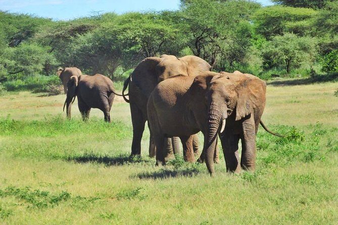 4 Days Tanzania Camping Safari - Analyzing the Itinerary: What to Expect