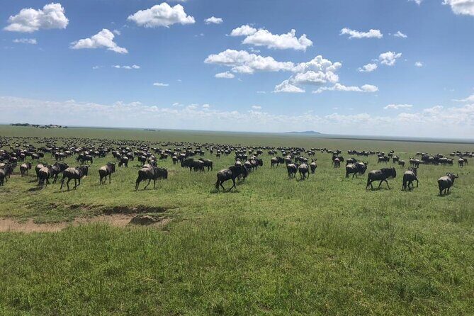 4 Days Tanzania Camping Safari - FAQs