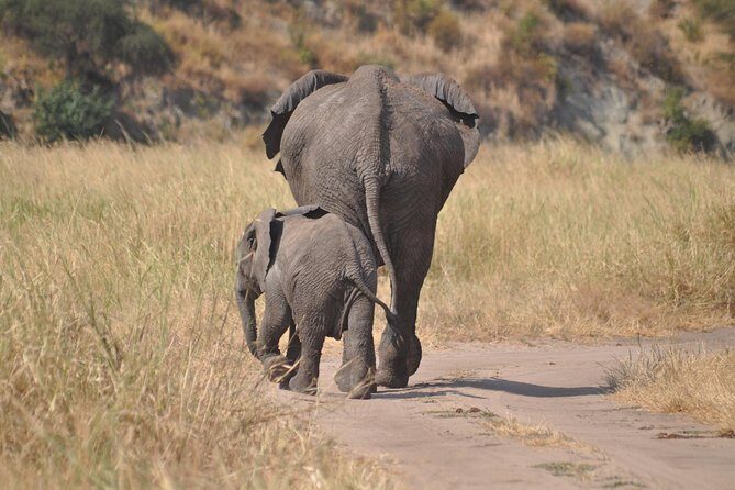 4 days Tanzania group safari to Serengeti, Crater and Tarangire - Key Points