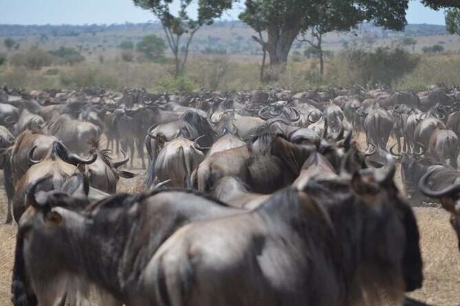 4 Days Tanzania Lodge Safari With Two Nights at Serengeti - The Serengeti’s Natural Beauty and Birdlife