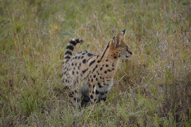 4 Days Tanzania Lodge Safari With Two Nights at Serengeti - The Final Day: Ngorongoro Crater