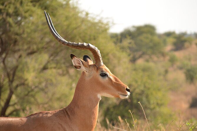 4 Days Tanzania Lodge Safari With Two Nights at Serengeti - Practical Aspects and Value