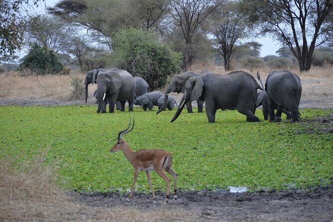 4 Days Tanzania Lodge Safari With Two Nights at Serengeti - The Reviews Speak Volumes