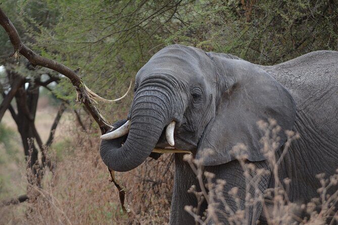 4 Days Tanzania Lodge Safari With Two Nights at Serengeti - The Sum Up