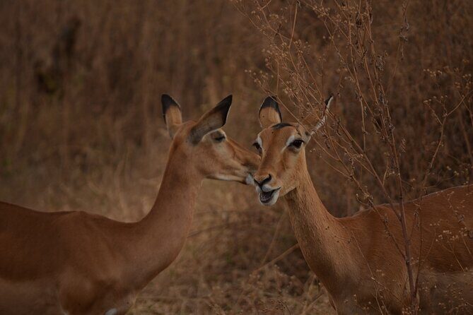 4 Days Tanzania Lodge Safari With Two Nights at Serengeti - FAQ