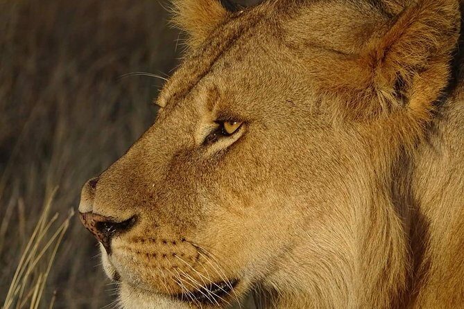 4 Days Tanzania Luxury Safari - The Value Proposition