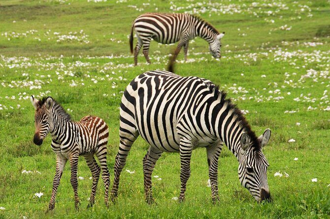 4 Days Tanzania Luxury Safari Serengeti and Ngorongoro Crater - What Makes This Tour Stand Out