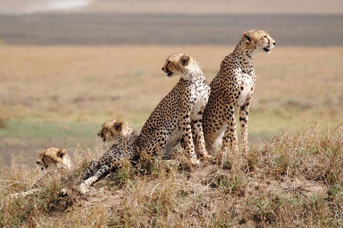 4 Days Tanzania National Parks Private Safari from Zanzibar - Analyzing the Itinerary: What to Expect and Why It Matters