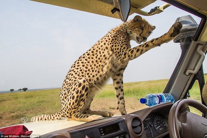 4 Days Tanzania National Parks Private Safari from Zanzibar - Who Will Love This Tour?