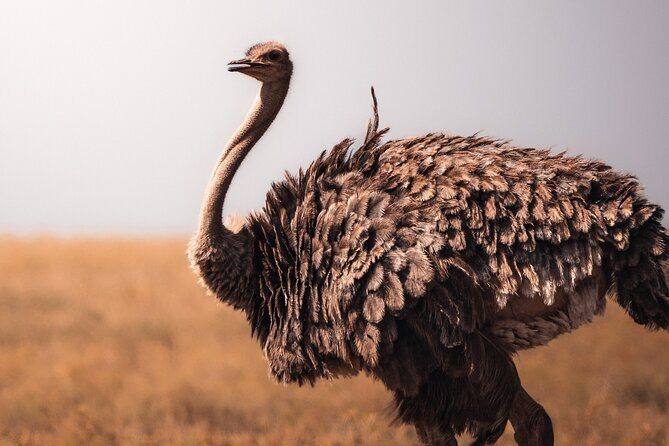4 Days Tanzania Private Lodge Safari - Day 4: Ngorongoro Crater – The Big Trip Finale