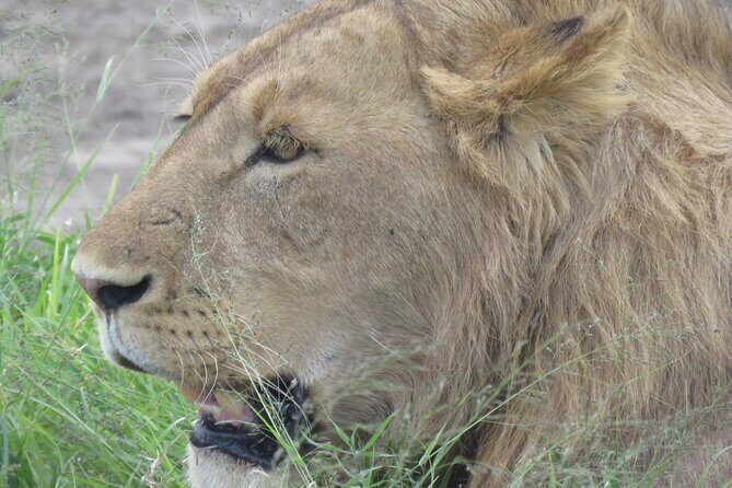 4 Days Tanzania Private Safari | Serengeti , Ngorongoro & Tarangire Safari - The Sum Up: Who Should Consider This Safari?