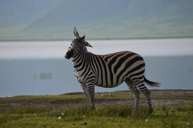4 Days Tanzania Private safari to Serengeti ,ngorongoro crater and Tarangire - A Deep Dive into the 4-Day Tanzania Safari