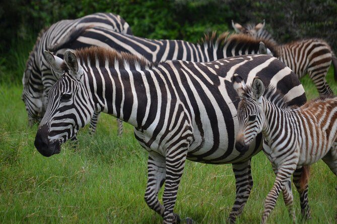 4 Days Tanzania Private safari to Serengeti ,ngorongoro crater and Tarangire - The Sum Up