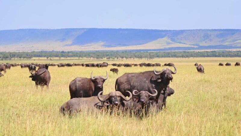 4 Days Tanzania Safari - The Itinerary Breakdown: What You Can Expect