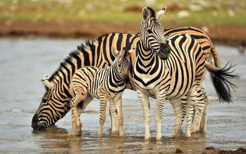 4 Days Tanzania Safari - Practical Tips for the Safari Experience