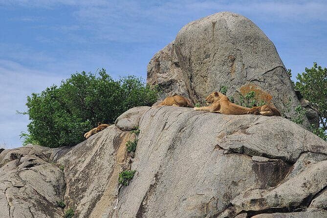 4 Days Tanzania Safari - What to Expect on Your Tanzania Safari
