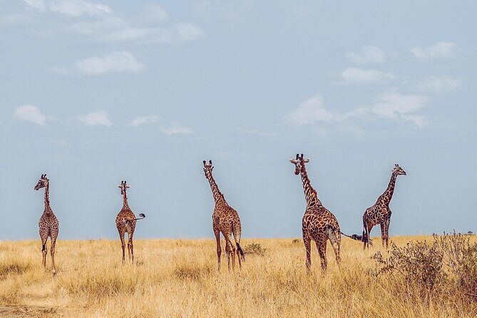 4 Days Tanzania Safari - The Sum Up