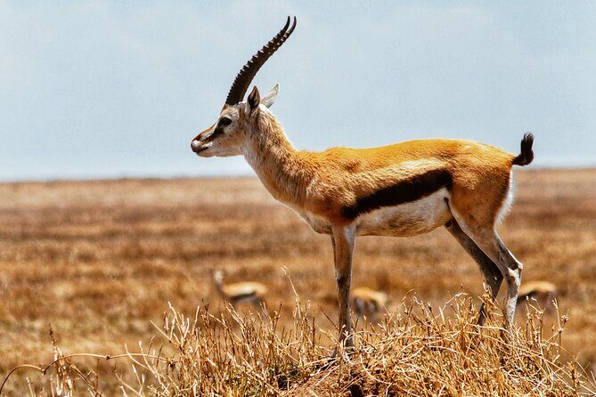 4 Days Tanzania Safari - FAQ