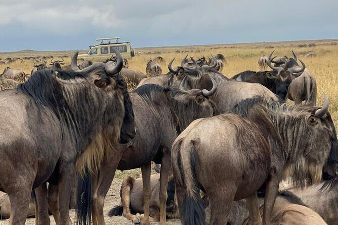 4 Days Tanzania Safari - Introduction: What’s on Offer and Who Will Love It?