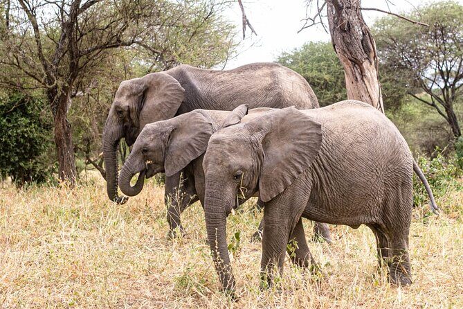 4 Days Tanzania Safari - What’s Included and What’s Not?