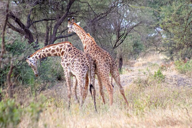 4 Days Tanzania Safari - The Experience and Review Insights