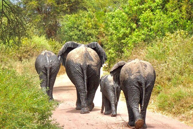 4 Days Tanzania Safari - Practical Tips for Future Travelers