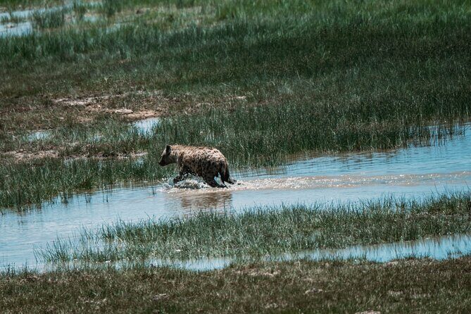 4 Days Tarangire, Serengeti and Ngorongoro Crater Camping Safari - Key Points