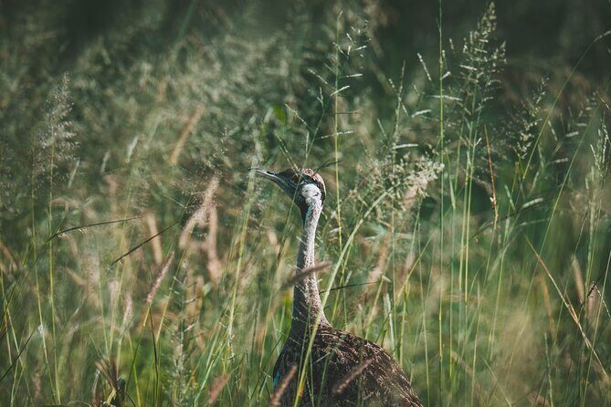 4 Days Tarangire, Serengeti and Ngorongoro Crater Camping Safari - What Makes This Safari Stand Out?