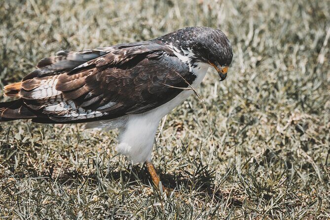 4 Days Tarangire, Serengeti and Ngorongoro Crater Camping Safari - Practical Details and Logistics