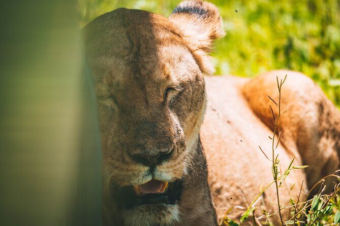 4 Days Tarangire, Serengeti and Ngorongoro Crater Camping Safari - Final Thoughts: Who Is This Safari For?