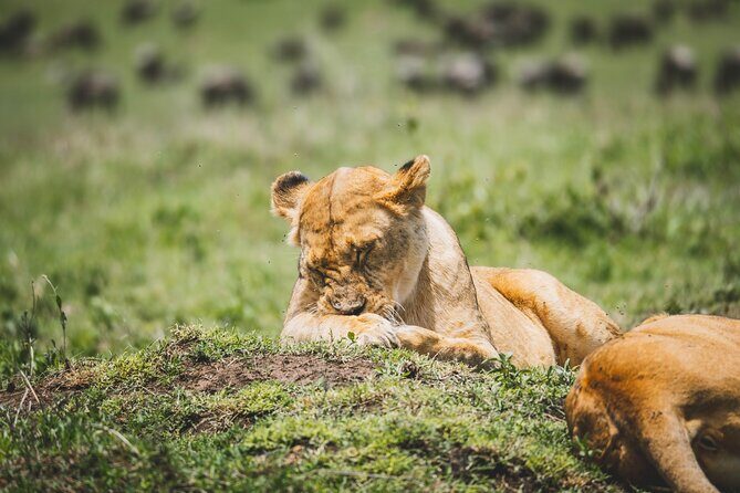 4 Days Tarangire, Serengeti and Ngorongoro Crater Camping Safari - FAQ
