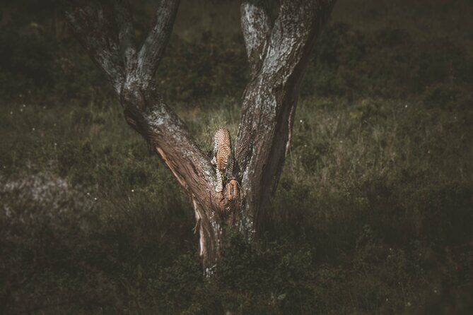 4 Days Tarangire, Serengeti and Ngorongoro Crater Camping Safari - In Summary