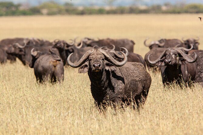 4 Days Tarangire, Serengeti and Ngorongoro Mid-Range Group Safari - An In-Depth Look at the Safari Experience