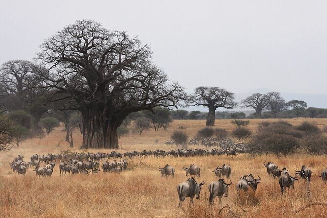 4 Days Tarangire, Serengeti and Ngorongoro Mid-Range Group Safari - Who Should Consider This Safari?