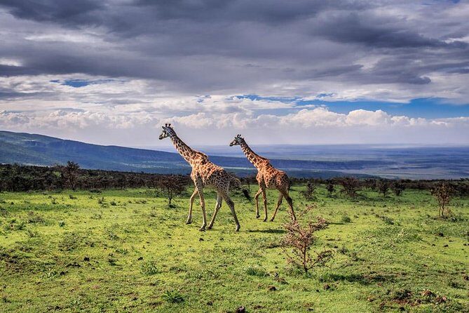 4 Days Tarangire Serengeti Ngorongoro Crater - Analyzing the Experience: What You Can Expect