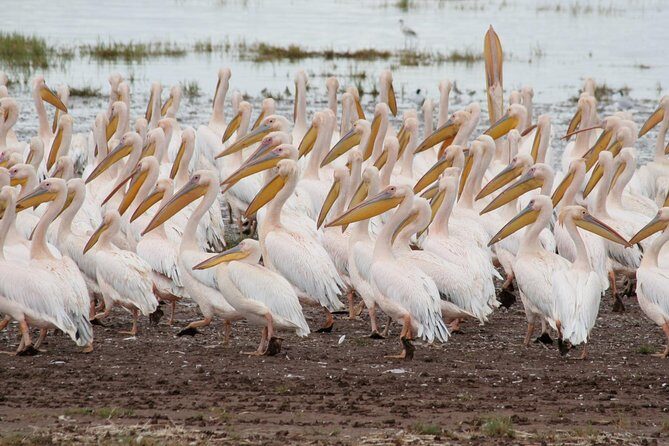 4 Days Tarangire Serengeti Ngorongoro Crater - The Sum Up: Is This Tour Right for You?