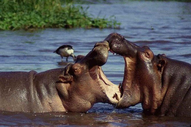 4 Days Tarangire Serengeti Ngorongoro Crater - FAQ