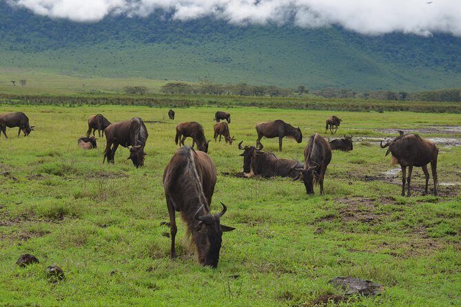 4 Days Tarangire ,Serengeti &Ngorongoro crater group Tour - A Closer Look at the Tour: What’s Included