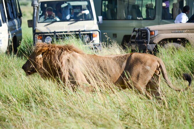4 Days Tarangire ,Serengeti &Ngorongoro crater group Tour - Day 2: Serengeti National Park
