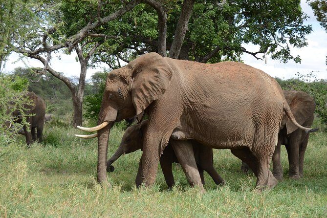 4 Days Tarangire ,Serengeti &Ngorongoro crater group Tour - Day 3: Serengeti Early Morning & Ngorongoro En Route