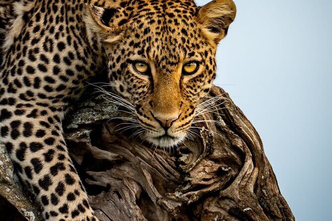 4 Days Tarangire, Serengeti & Ngorongoro Crater Joining Group - Final Thoughts