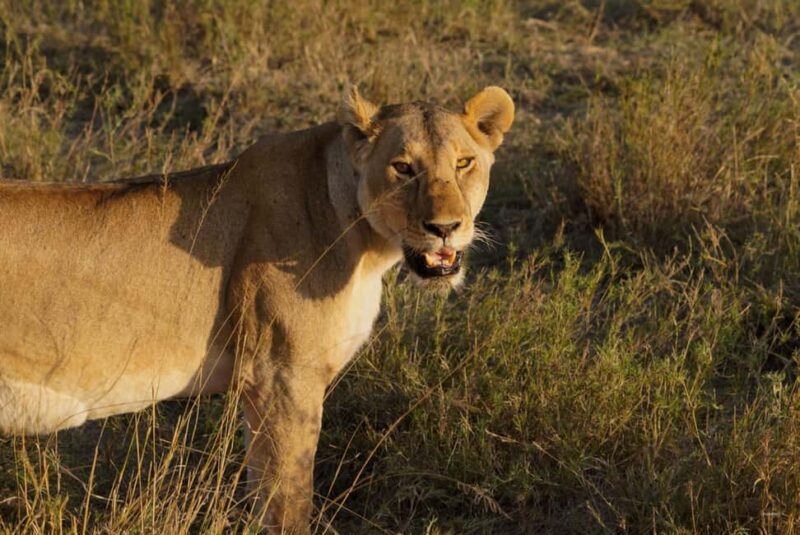 4 Days Tarangire, Serengeti, Ngorongoro Group Camping Safari - Key Points